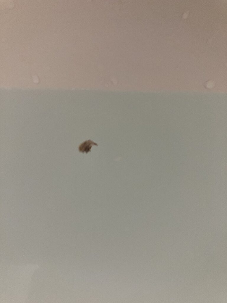 風呂釜配管洗浄ででた配管内の水アカ汚れ